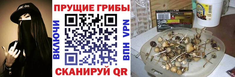 Купить где Алзамай Галлюциногенные грибы Psilocybine cubensis